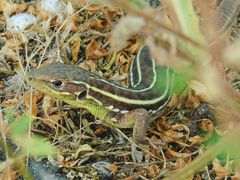 Lacerta diplochondrodes