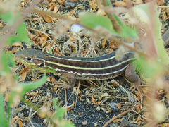 Lacerta diplochondrodes