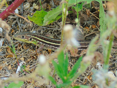 Lacerta diplochondrodes