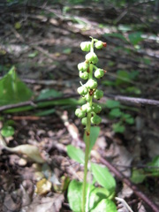 Pyrola minor