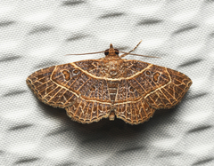 Antiblemma phaedra