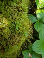 Tetraphis geniculata