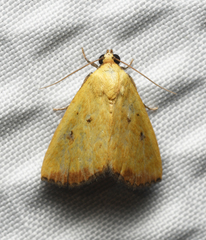 Marimatha botyoides