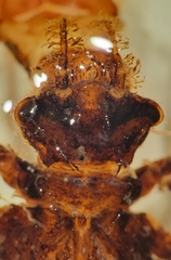 Neurocordulia alabamensis
