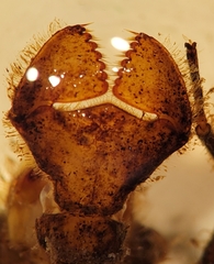 Neurocordulia alabamensis