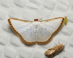 Leuciris fimbriaria