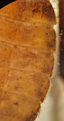 Neurocordulia alabamensis