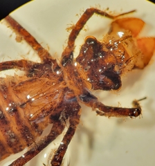 Neurocordulia alabamensis