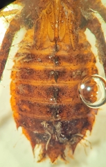 Neurocordulia alabamensis