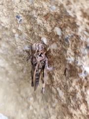 Hippiscus ocelote