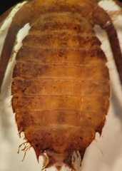 Neurocordulia alabamensis