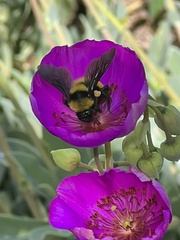 Bombus sonorus