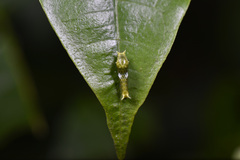 Papilio protenor