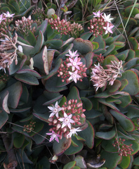 Crassula arborescens arborescens