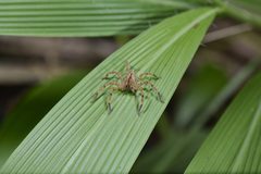 Heteropoda pingtungensis