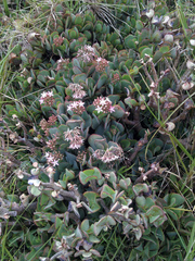 Crassula arborescens arborescens