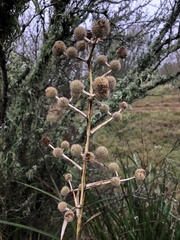 Eryngium paniculatum