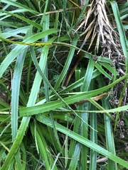 Eryngium paniculatum