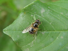 Eristalis nemorum