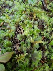 Pellia neesiana
