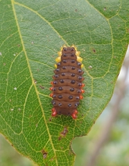 Trypanophora