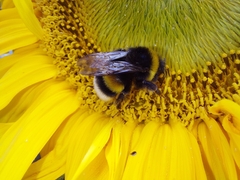 Bombus