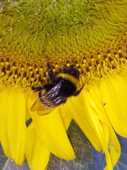 Bombus