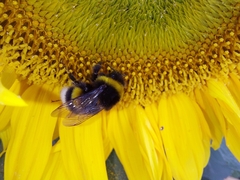 Bombus