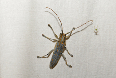 Saperda calcarata