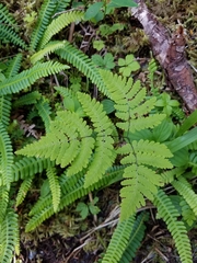 Gymnocarpium dryopteris