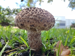 Strobilomyces strobilaceus image