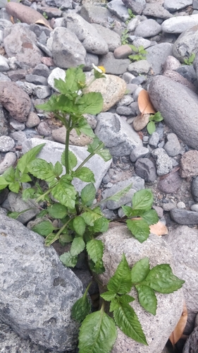 Bidens pilosa image