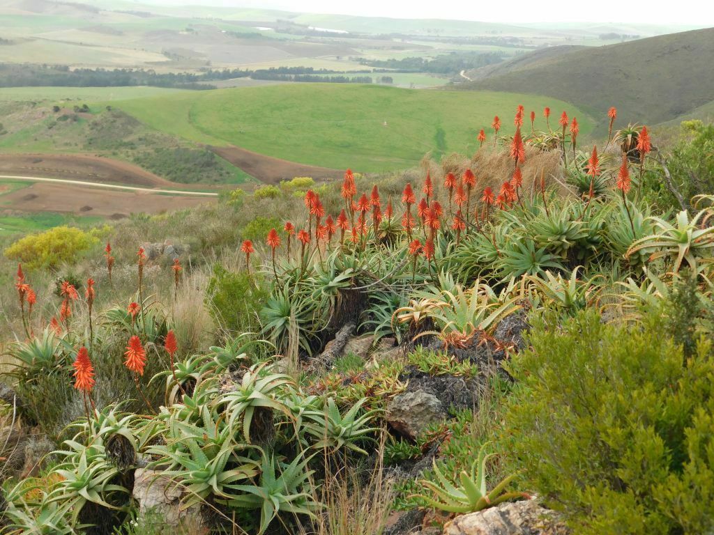 Candelabra aloe (Aloe arborescens)