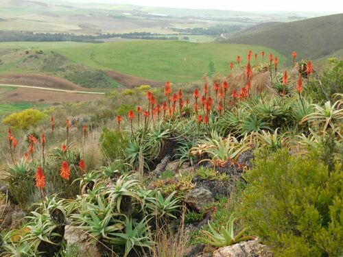 Aloe arborescens