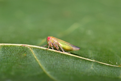 Tremulicerus fulgidus