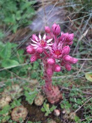 Sempervivum
