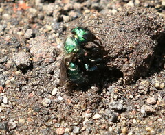 Hoplitis fulgida