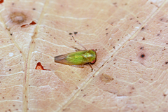 Tremulicerus fulgidus