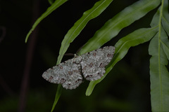 Ophthalmitis herbidaria