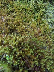Herbertus dicranus