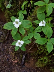 Cornus unalaschkensis