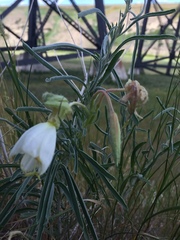 Oenothera nuttallii