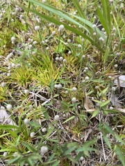 Lachnocaulon