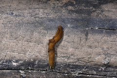 Lepidoptera