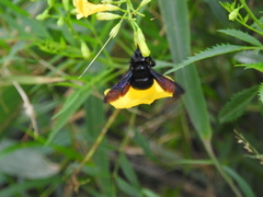 Xylocopa griswoldi