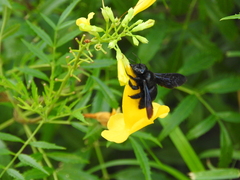 Xylocopa griswoldi