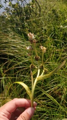 Sparganium fluctuans