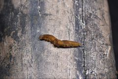Lepidoptera
