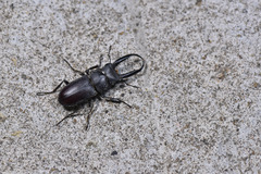 Prosopocoilus gracilis