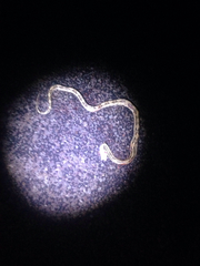 Bogertophis subocularis